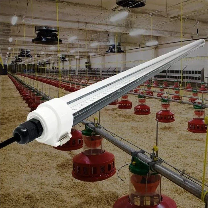 light for chickens to lay eggs(001)