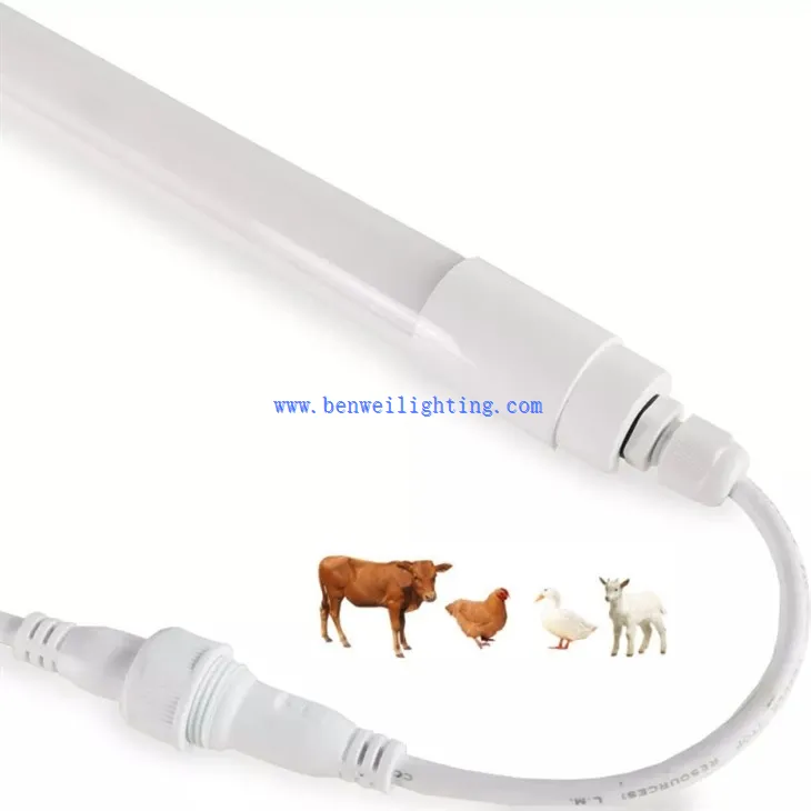 cow shed lighting