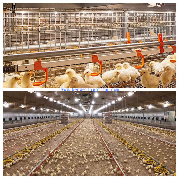 poultry farm light 33